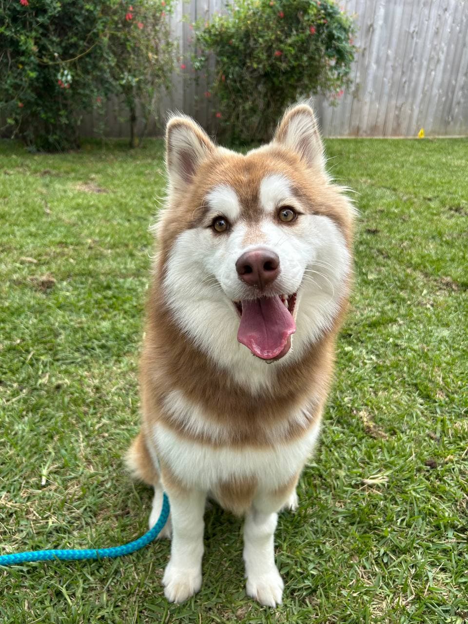 Tikaani - Siberian Husky