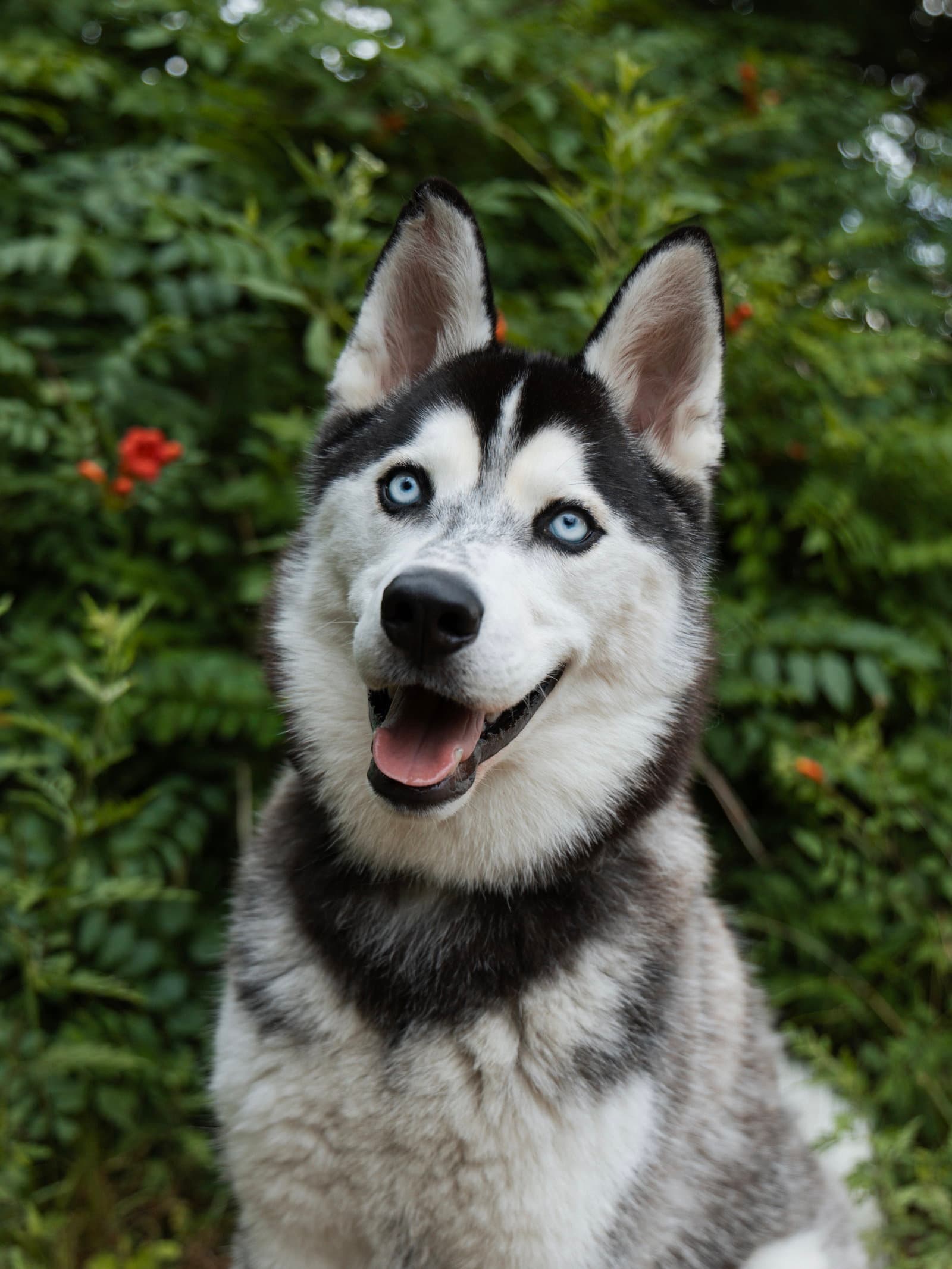 Vogue Foster Needed - Siberian Husky