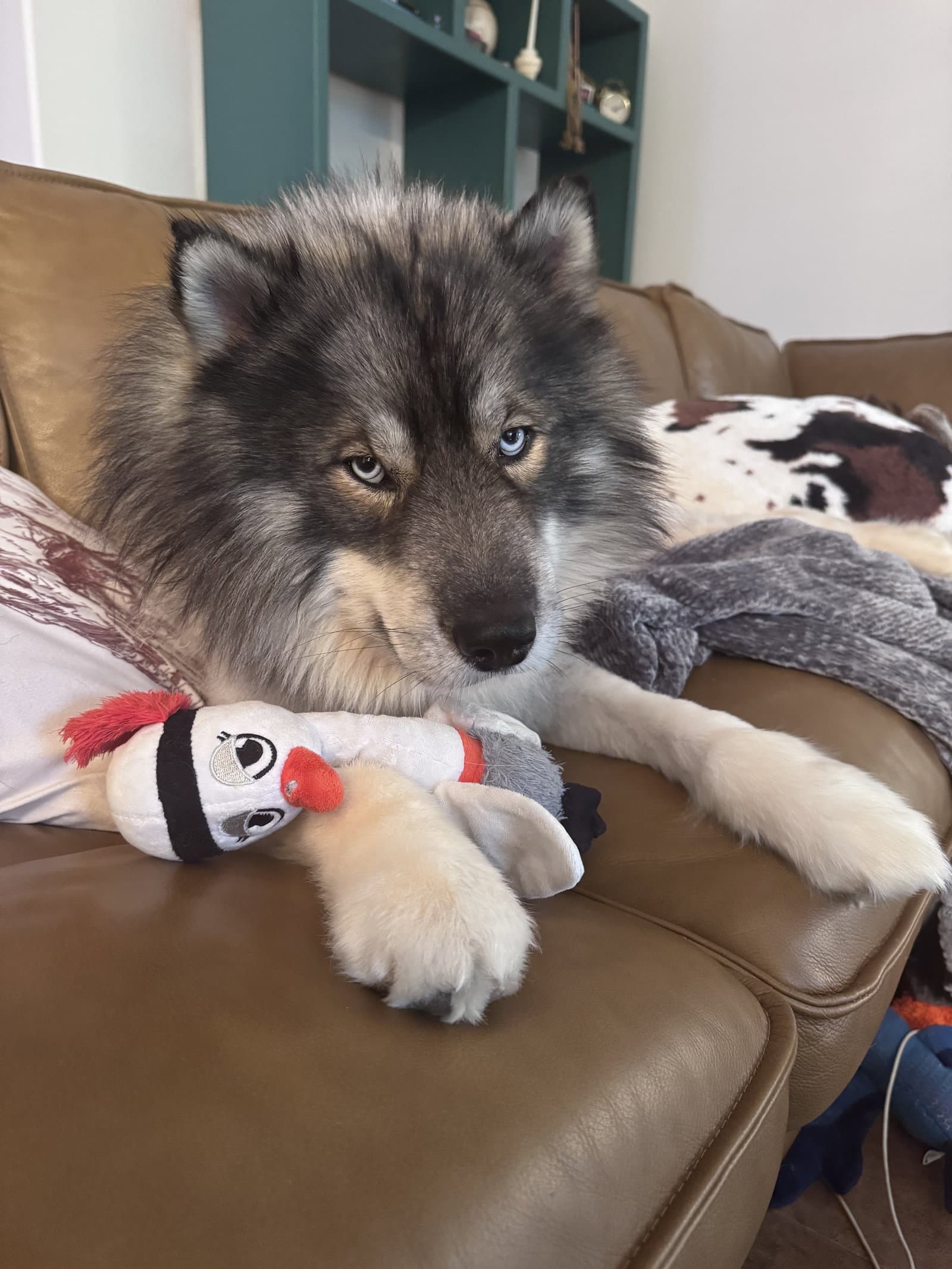 Cosmo - Siberian Husky
