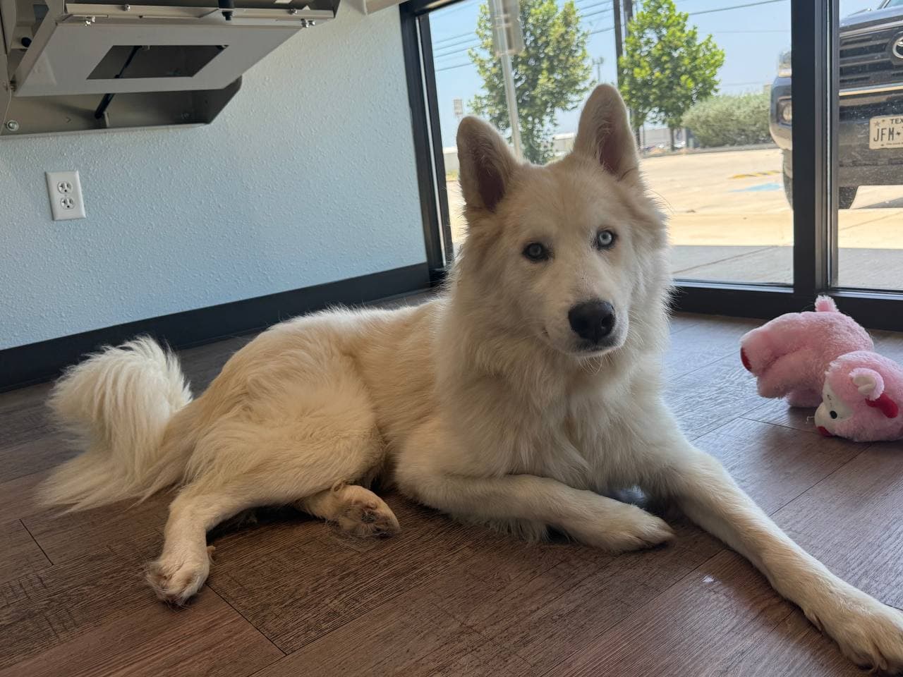 Hachi Foster Needed - Siberian Husky
