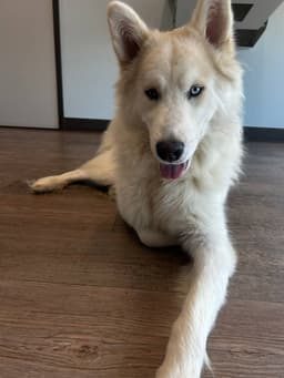 Hachi Foster Needed image 2