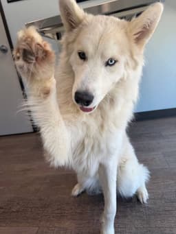Hachi Foster Needed image 3