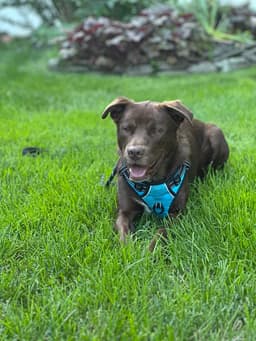 Riley image 4