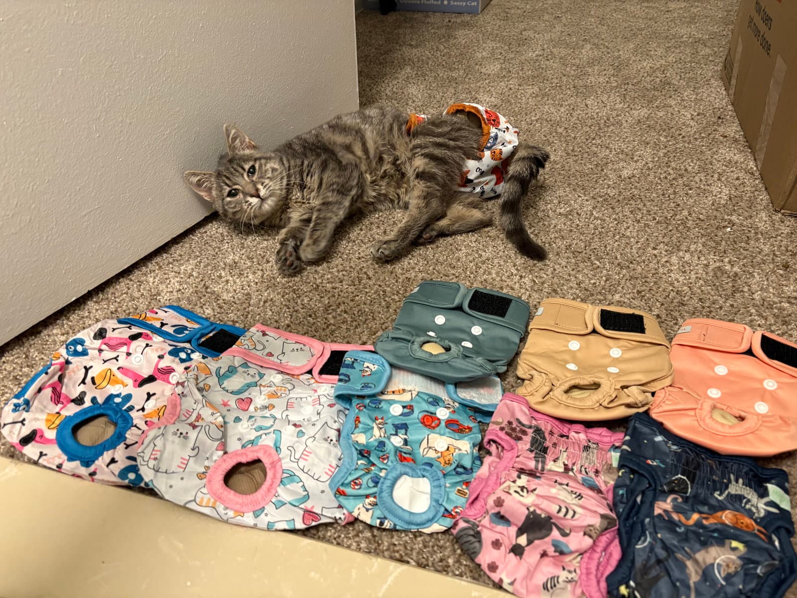 Huxley - Domestic Short Hair