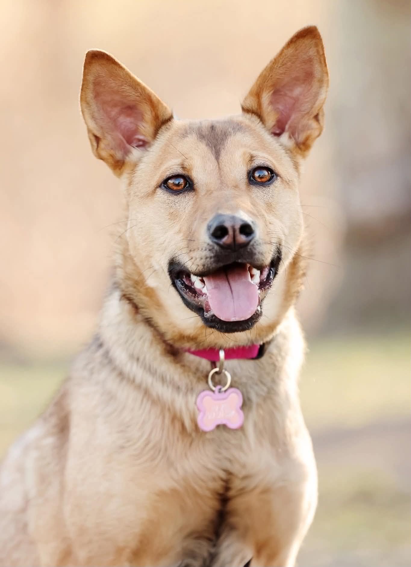 Hazel - Shepherd Mix