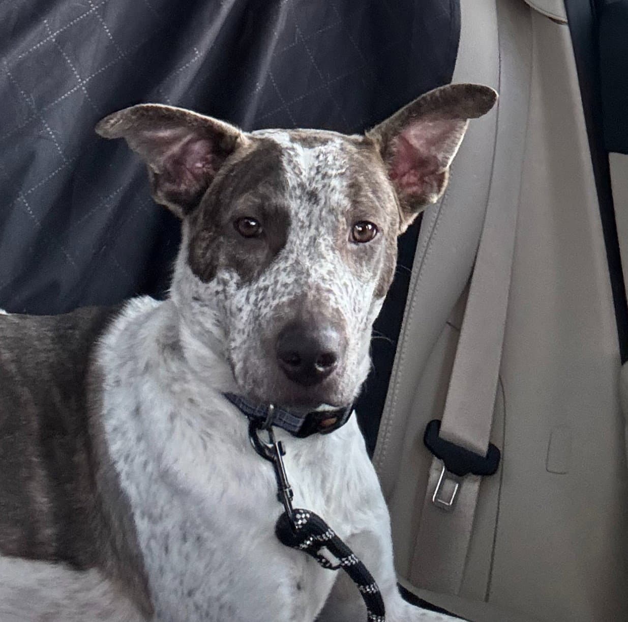 Beau - Cattle Dog