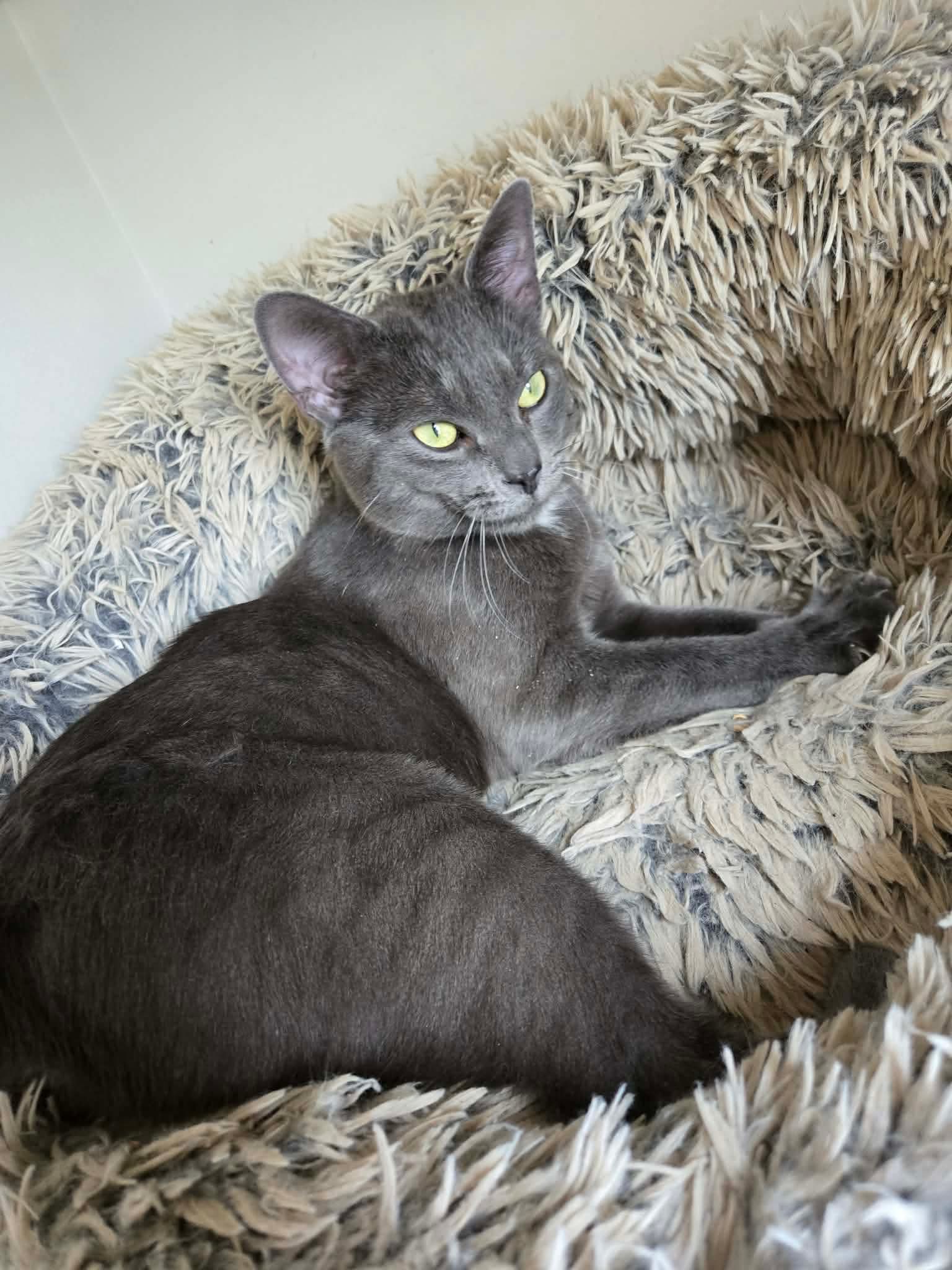 Goose Fka Herbert - Domestic Short Hair