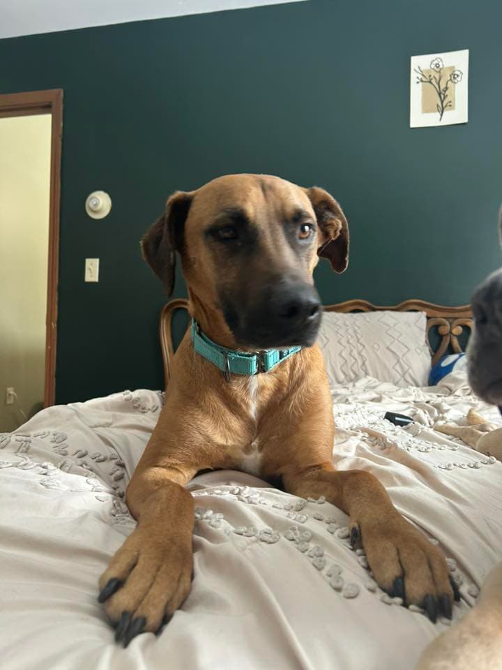 Samson - Hound