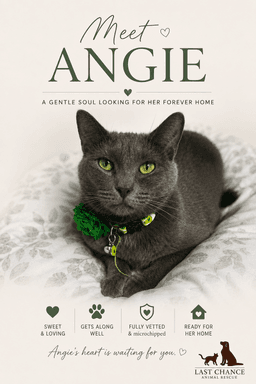 Angie image 4