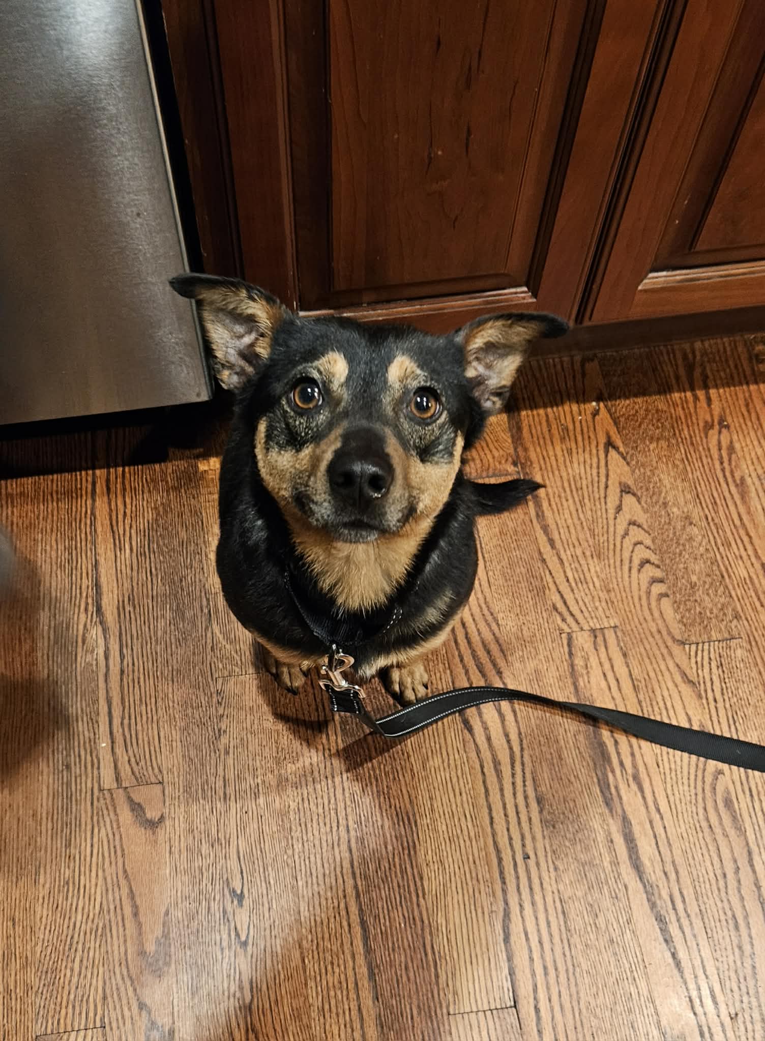 Chico - Miniature Pinscher