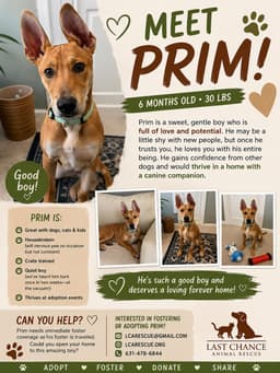 Prim image 1