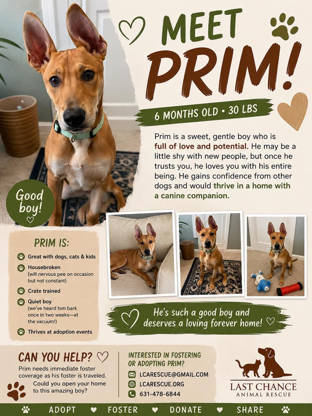 Prim - Shepherd