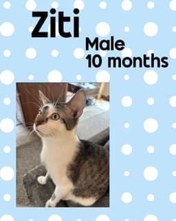 Ziti image 3