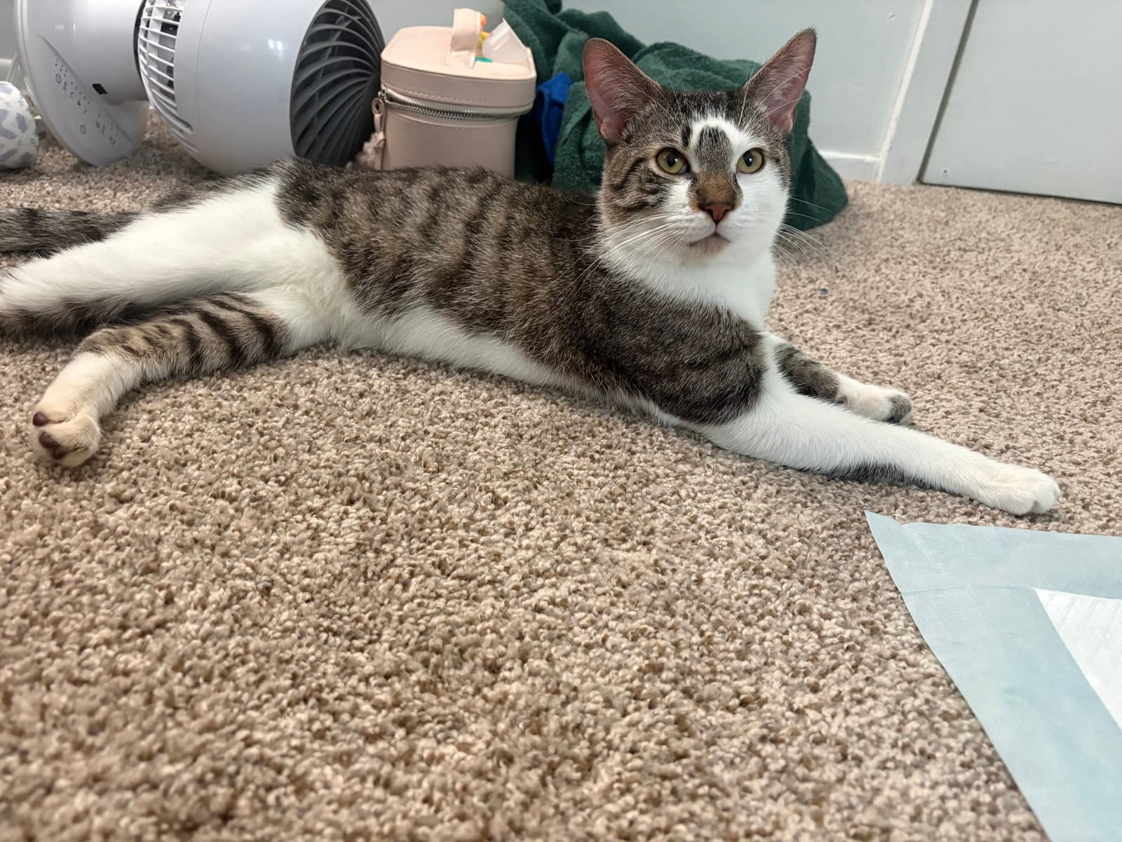 Ziti - Domestic Short Hair