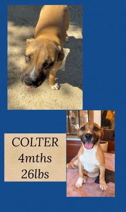 Colter image 3