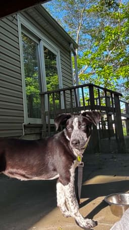 Tilly image 3