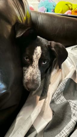 Tilly image 2