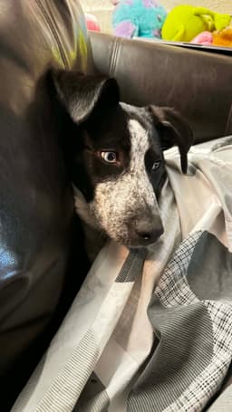 Tilly image 4