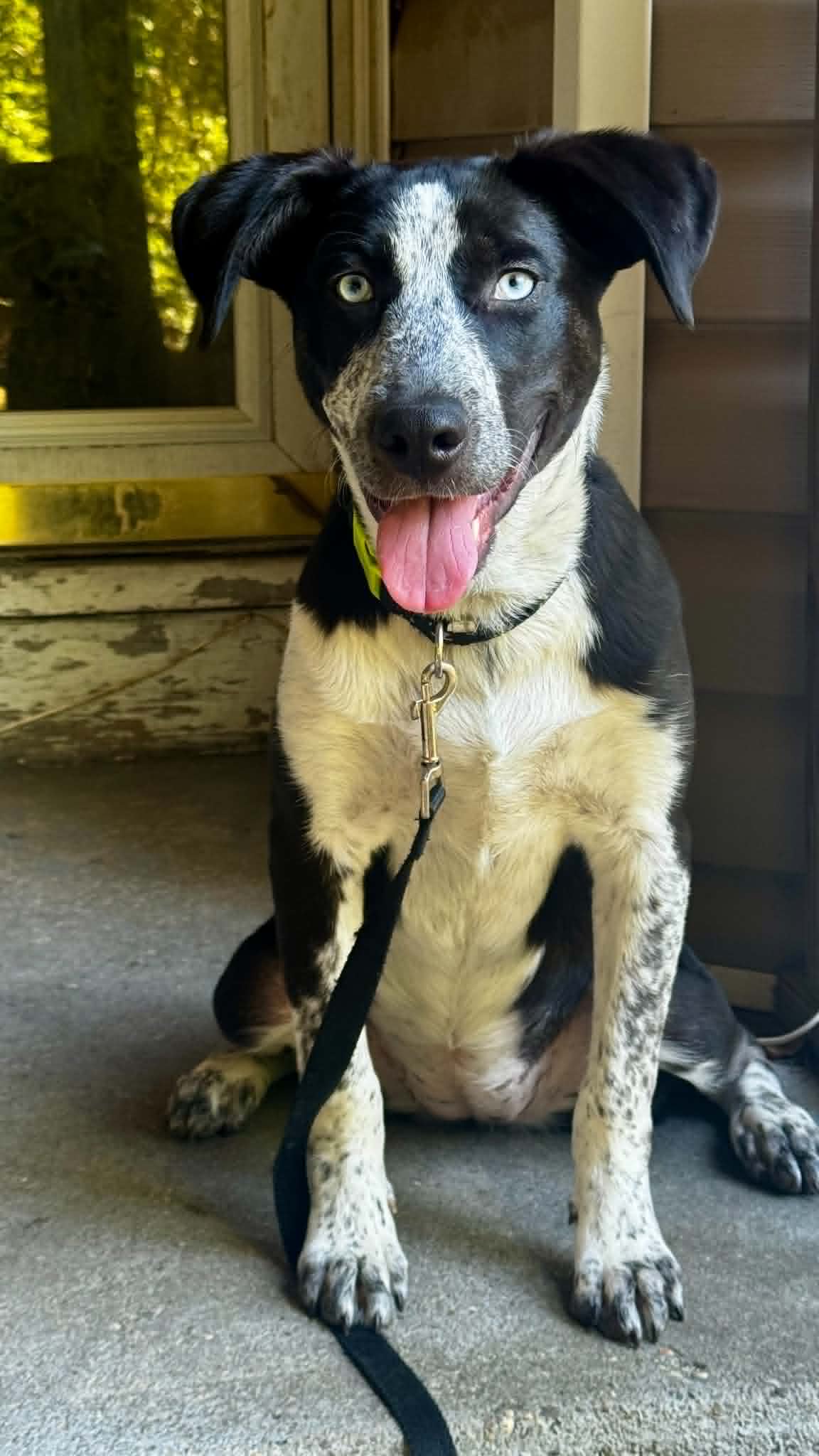 Tilly - Pointer