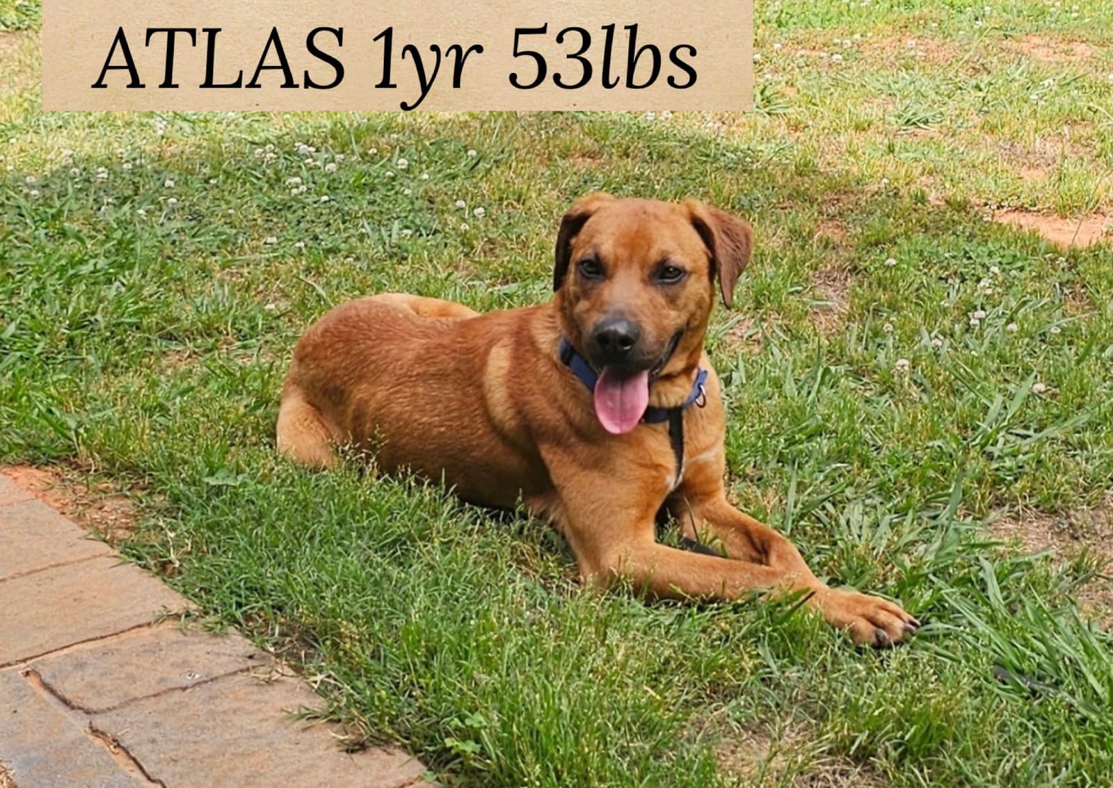 Atlas - Retriever
