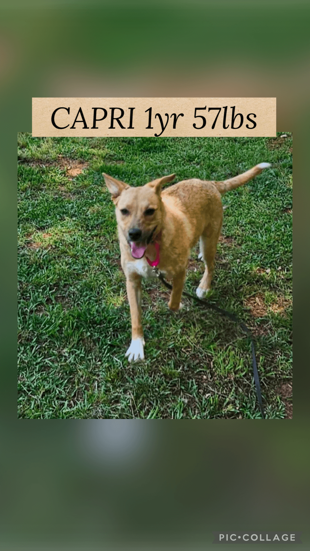 Capri - Retriever
