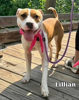 Lillian image 1