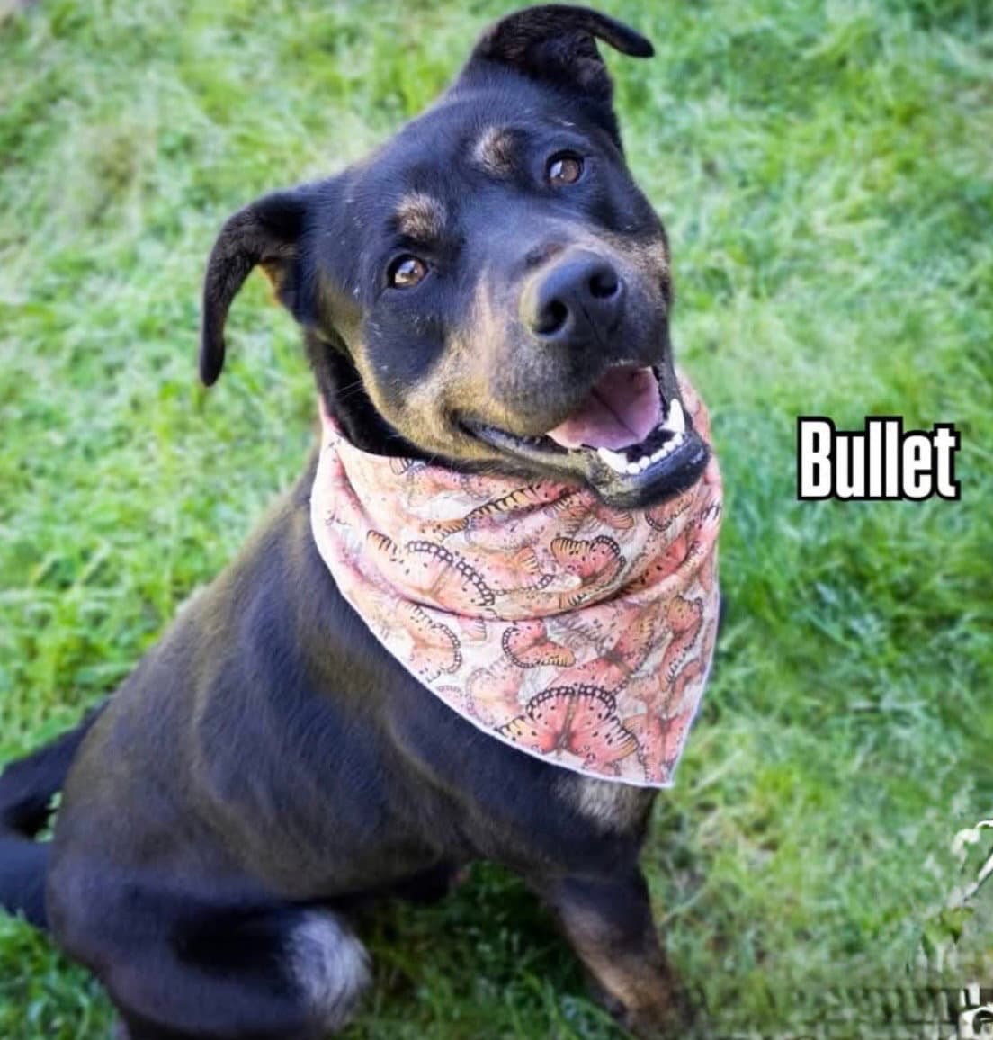 Bullet - Retriever
