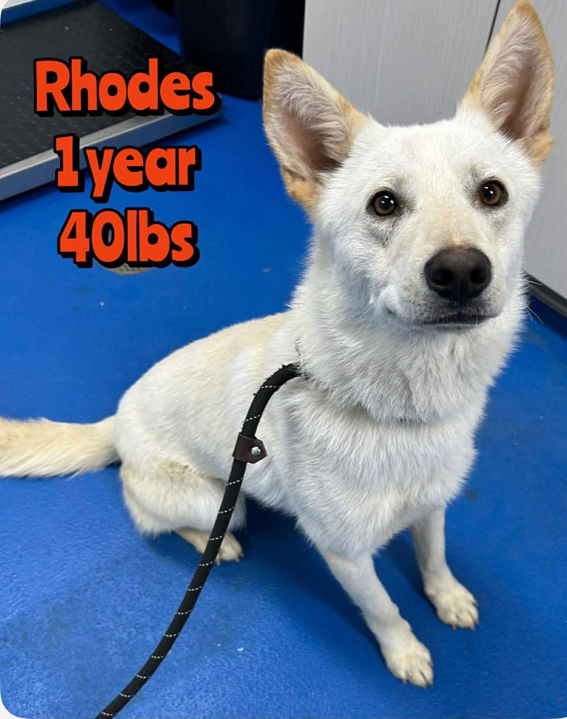Rhodes - Husky