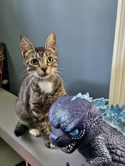 Allie image 1