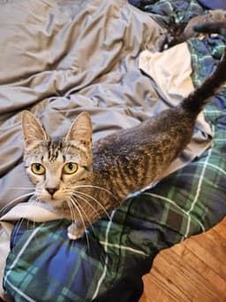 Allie image 3
