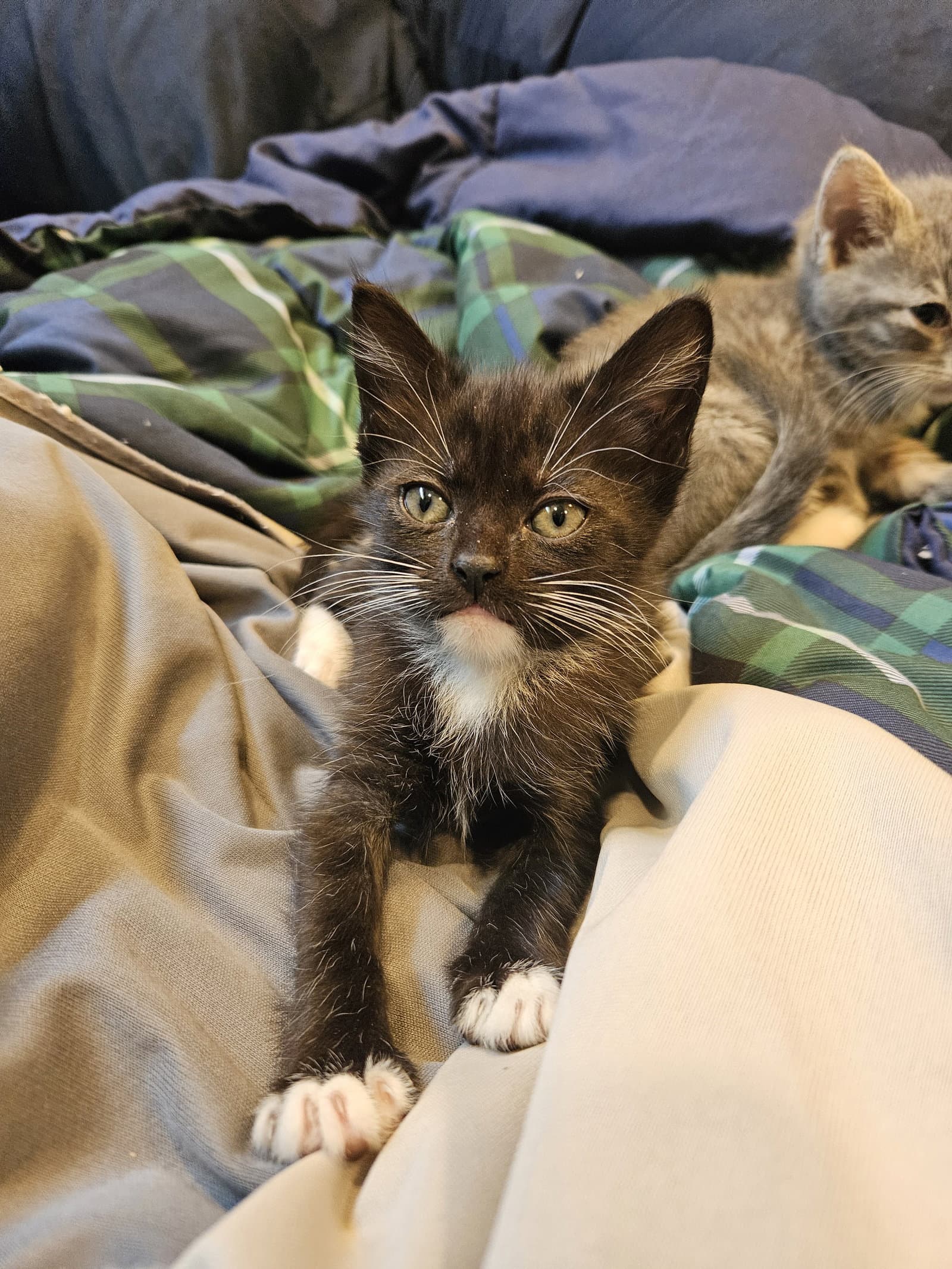 Mocha - Bw - Domestic Short Hair