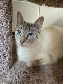 Bella image 1