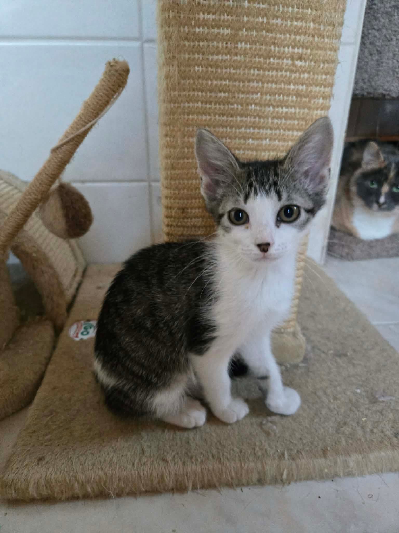Cleo - Domestic Short Hair