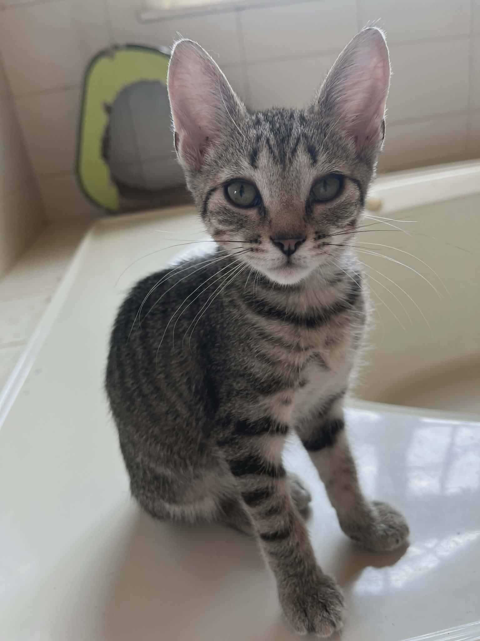 Lulu - Domestic Short Hair