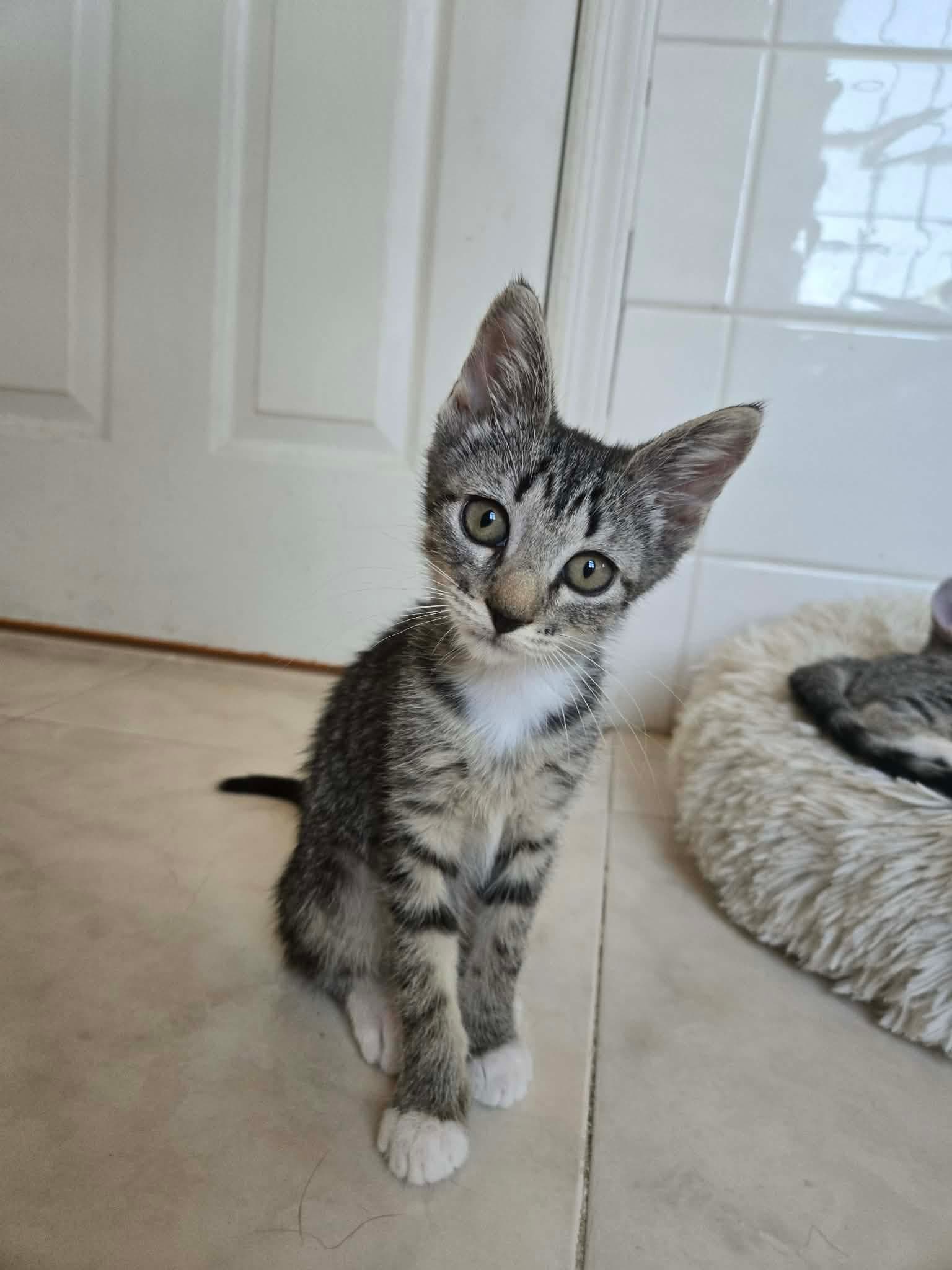 Romy - Domestic Short Hair