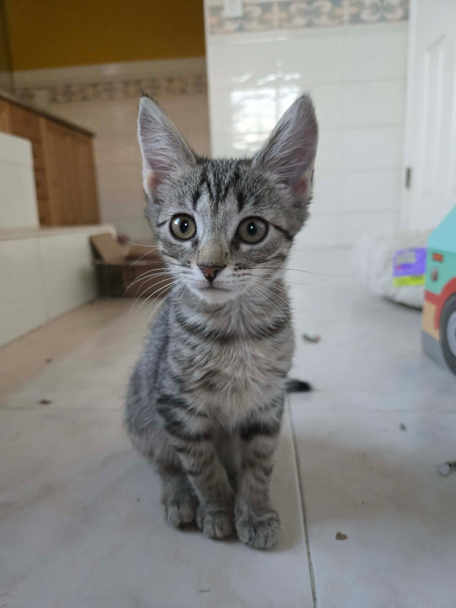 Palmer - Domestic Short Hair