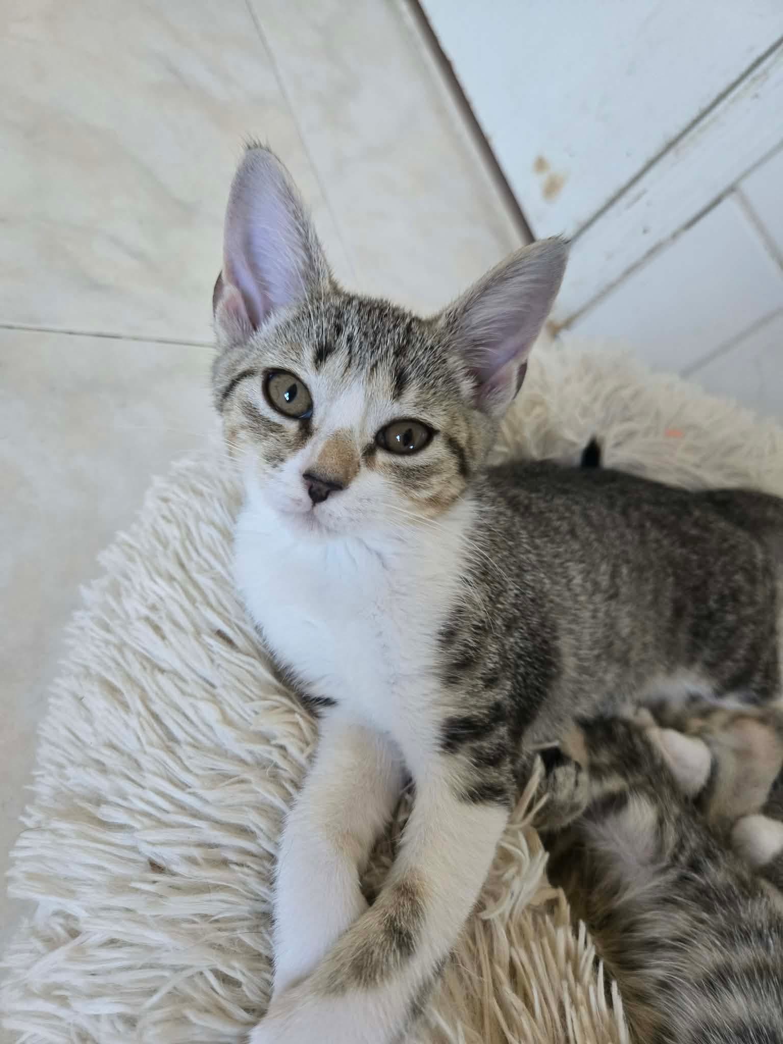 Peggy - Domestic Short Hair