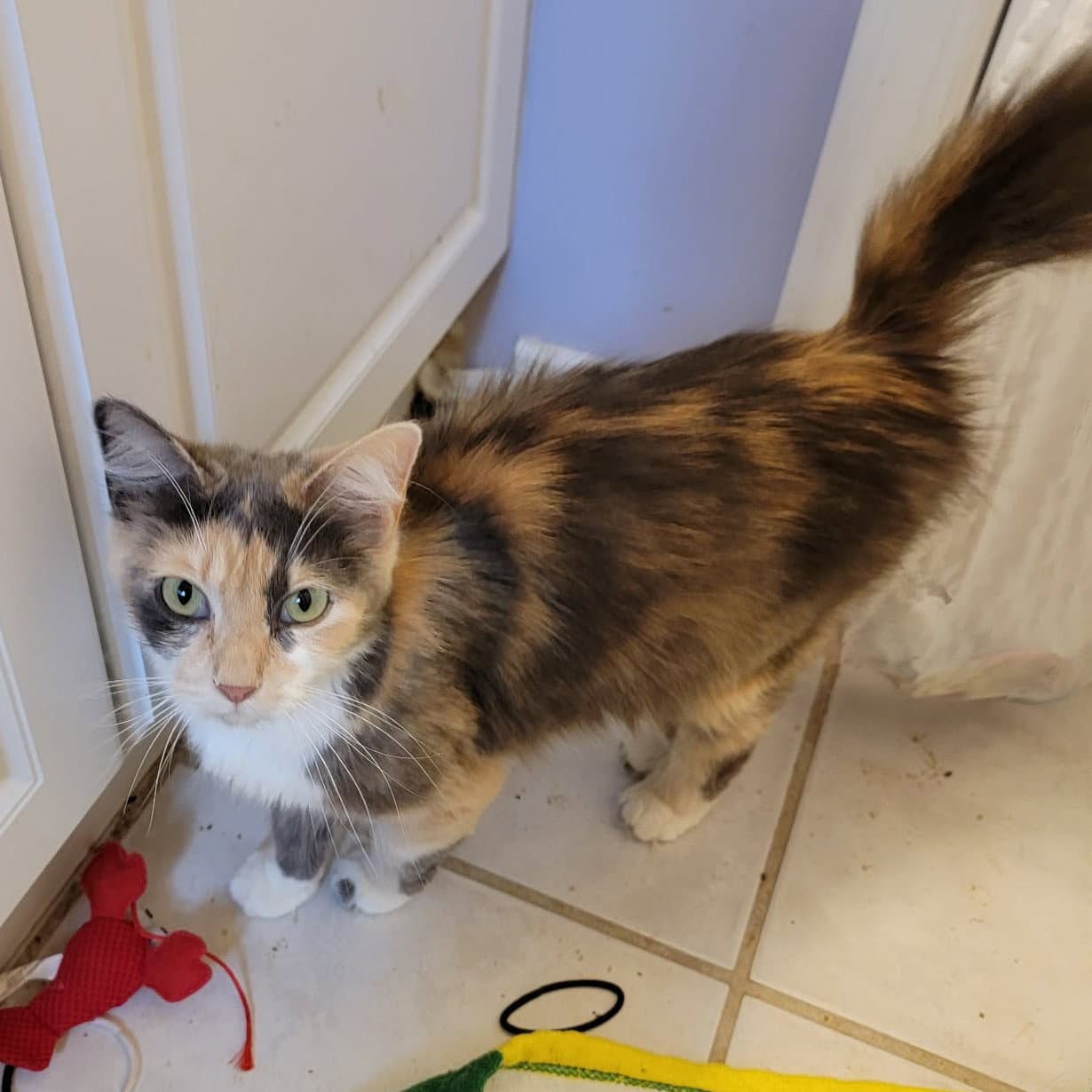 Esme - Domestic Short Hair