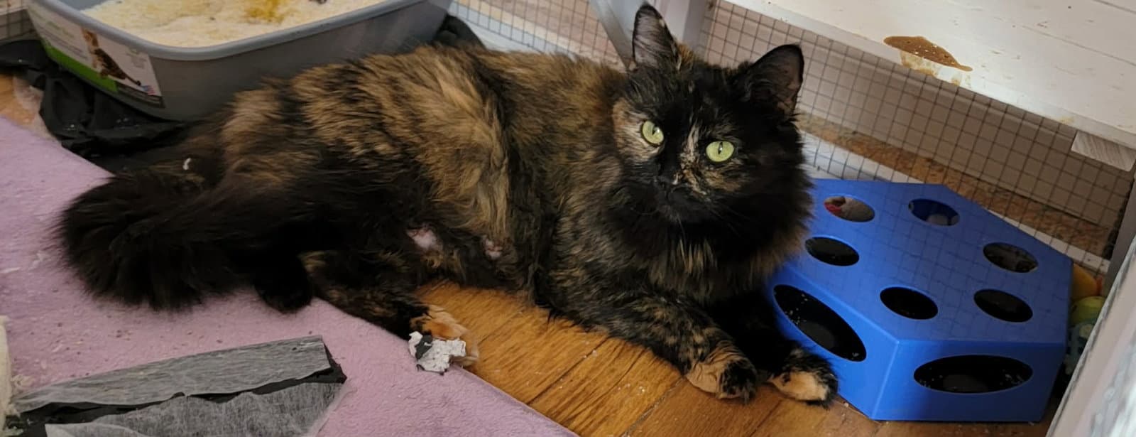 Eve - Domestic Medium Hair