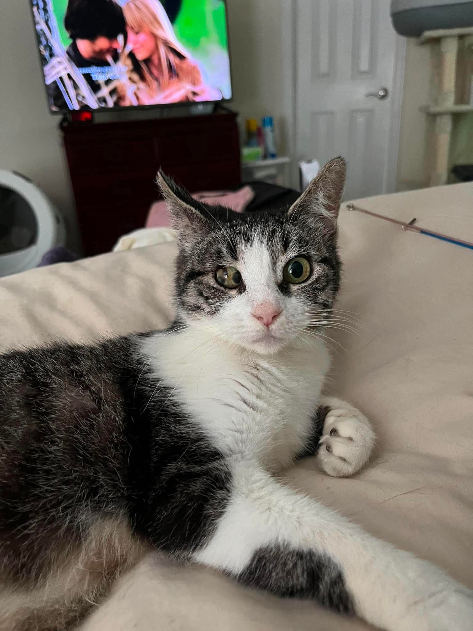 Libby - Domestic Short Hair