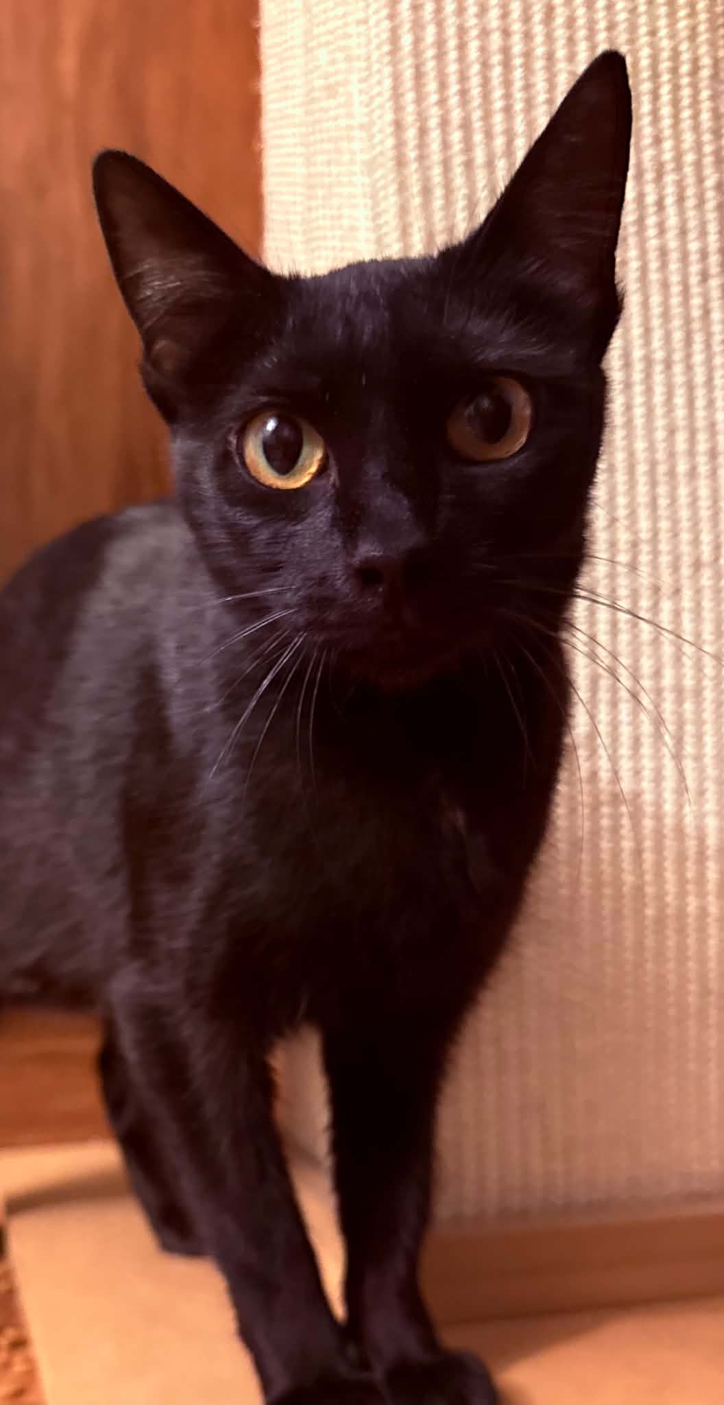 Trixie - Domestic Short Hair