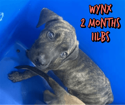 Wynx image 1