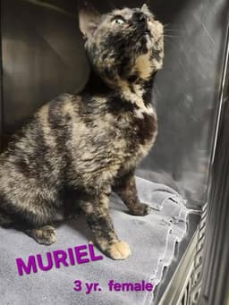 Muriel image 1