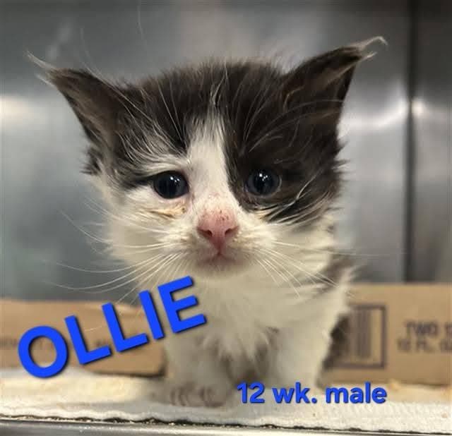 Ollie - Domestic Short Hair