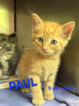 Paul image 1
