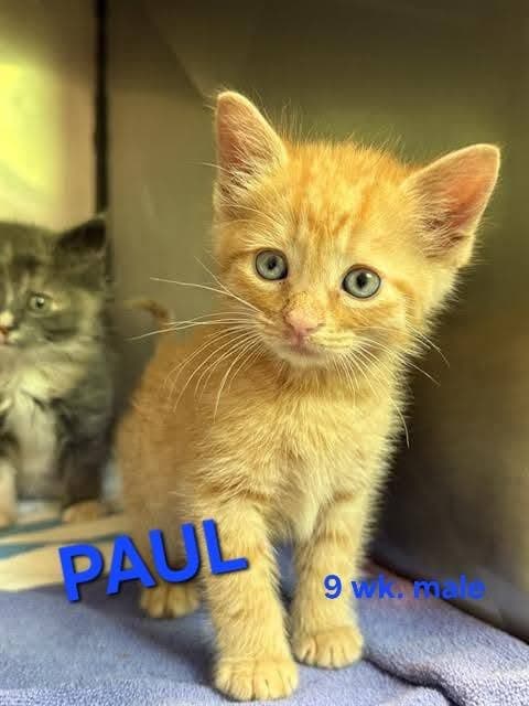 Paul - Domestic Short Hair