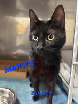 Marvin image 1