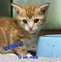 Carrot image 1