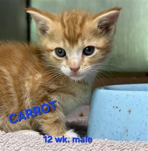 Carrot - Domestic Short Hair