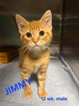 Jimmy image 1
